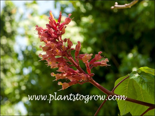 panicle of red florets (May 31)